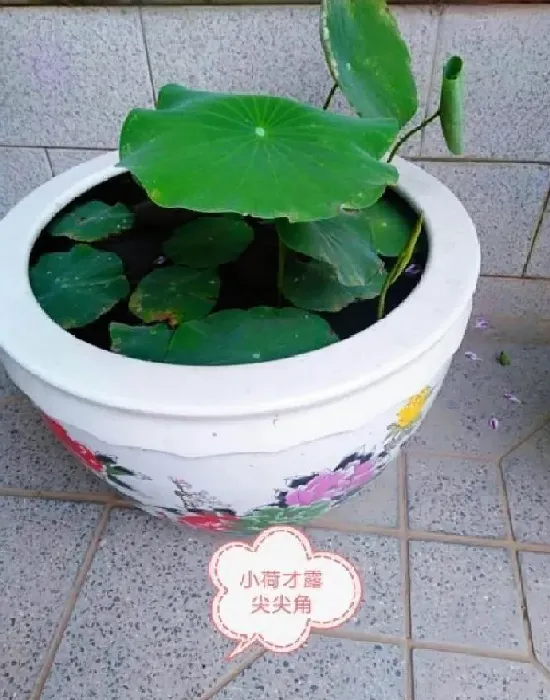 养殖方法|盆栽荷花的栽培方法（家养荷花怎么种植的方法与步骤）