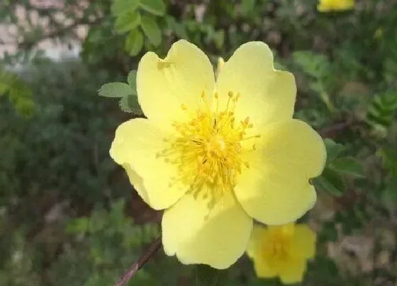 花期|墙薇一年开几次花