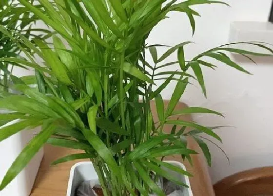 植物寓意|袖珍椰子的寓意和象征风水