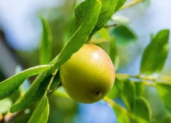 植物百科|院子里种什么果树好（房前屋后栽什么果树旺家旺财）