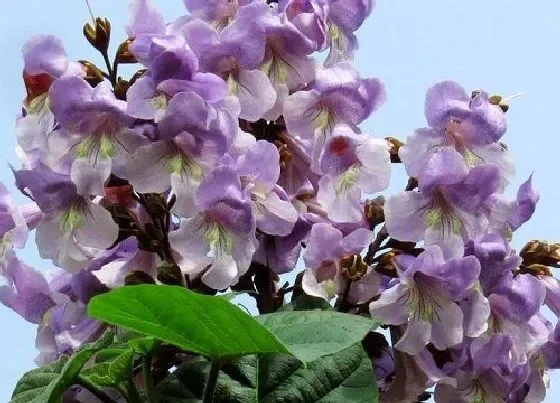 植物百科|梧桐树会开花吗 在什么时候开花