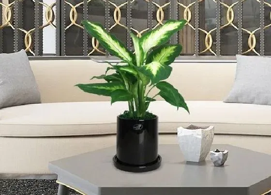 冬天植物|万年青怕冻吗