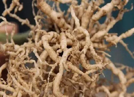 根部|葡萄的根是什么样子的