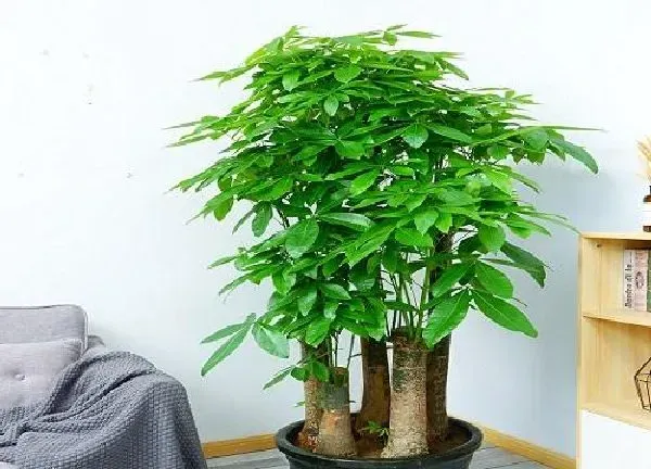 植物浇水|大发财树浇水的正确方法