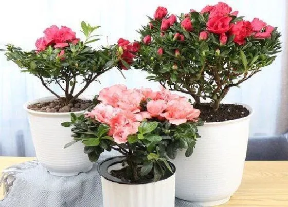 植物毒性|杜鹃花有毒吗 可以放在室内养吗