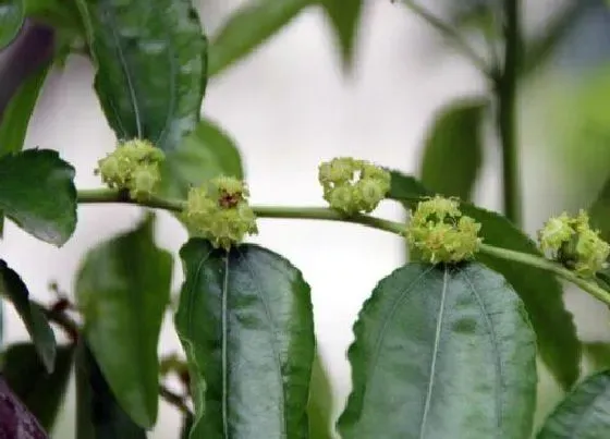 花语|龙枣开花什么预兆