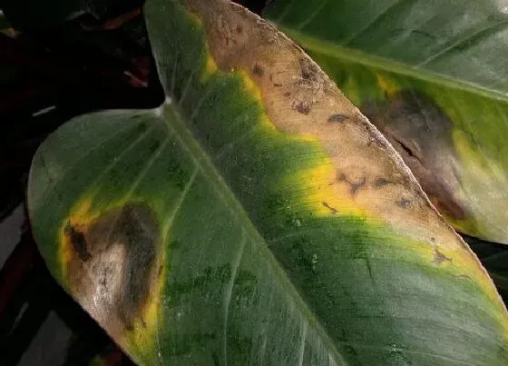 植物病害|万年青黄叶病的原因及治疗处理方法