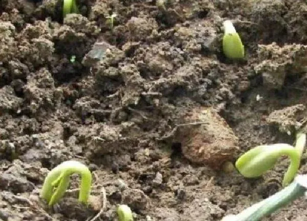 植物发芽|向日葵发芽的过程