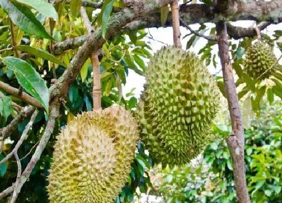植物百科|榴莲长在树上还是地上 生长在哪里的（图片）