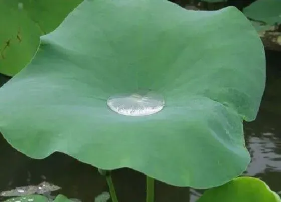 植物百科|荷叶为什么不沾水的原因（荷叶不沾水的原理分析）