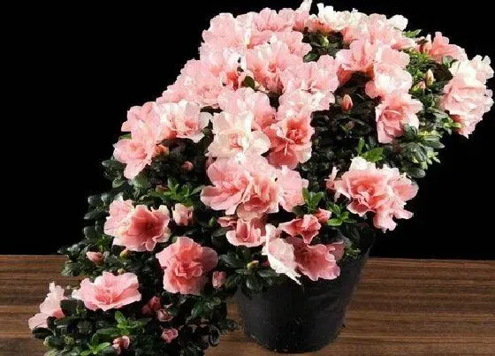 植物毒性|杜鹃花有毒吗 可以放在室内养吗