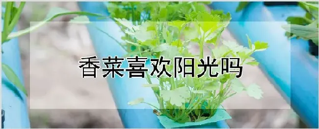 香菜喜欢阳光吗 | 种植资料