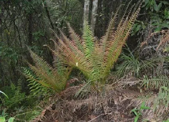 植物百科|贯众属于什么植物类型