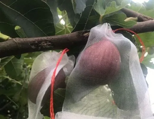 植物虫害|无花果病虫害防治技术 常见防治方法与措施