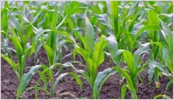 玉米控旺剂什么时候用 | 种植病虫害