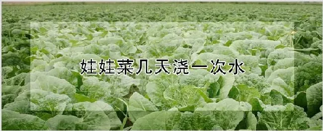 娃娃菜几天浇一次水 | 种植资料