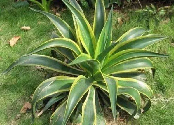植物生根|金边龙舌兰怎么修根