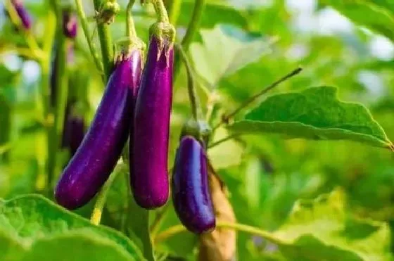 植物病害|茄子黄叶病用什么药效果好 病因及防治方法