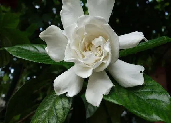 植物浇水|栀子花浇水加白醋还是食用醋 栀子花可以水里加醋浇吗