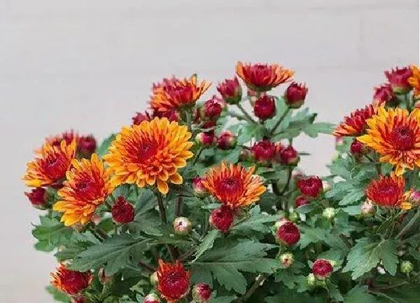 养殖方法|菊花怎么养家庭养法
