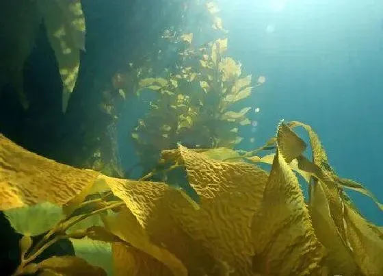 植物种类|海带是落叶植物吗