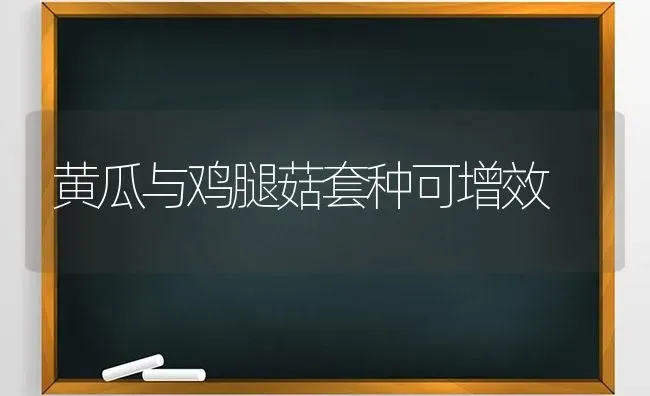 黄瓜与鸡腿菇套种可增效 | 食用菌种植