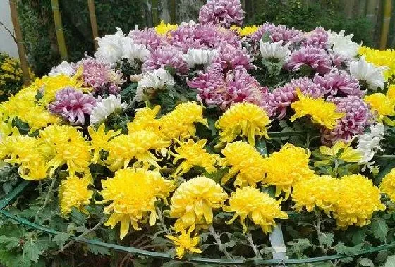 植物百科|菊花是树吗 长什么样子（图片）