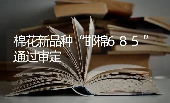 棉花新品种“邯棉685”通过审定 | 粮油作物种植