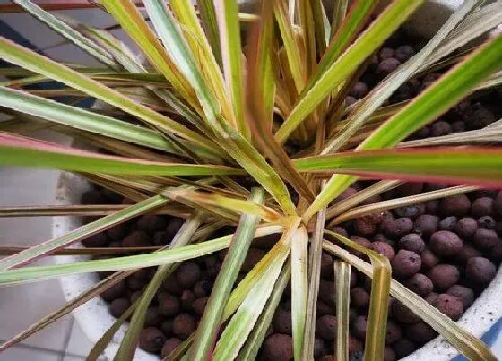 植物种类|千年木和七彩铁是一种植物吗