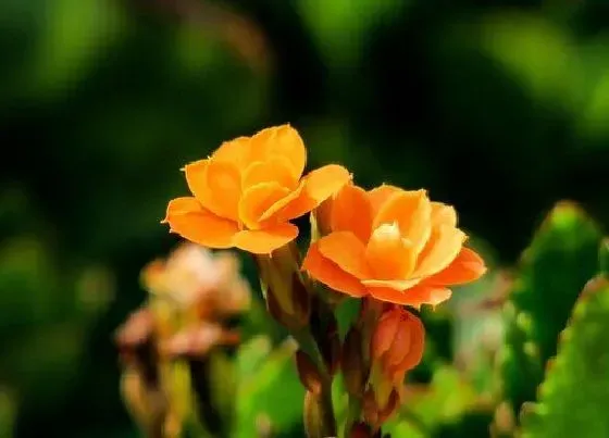 植物寓意|长寿花开花预示着什么意思