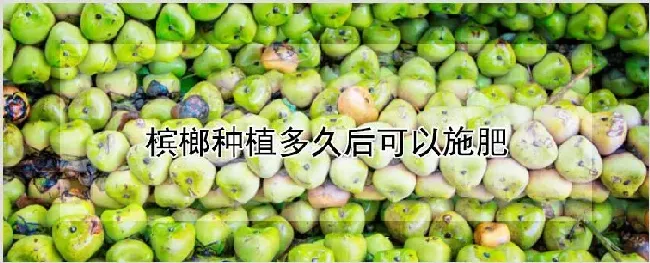 槟榔种植多久后可以施肥 | 耕种资料