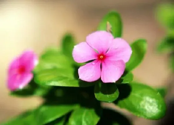 花语|什么花的花语是安全