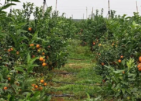 植物发芽|桔子树什么时候发芽长叶