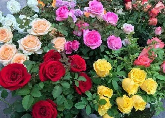 生长环境|玫瑰开花温度多少度