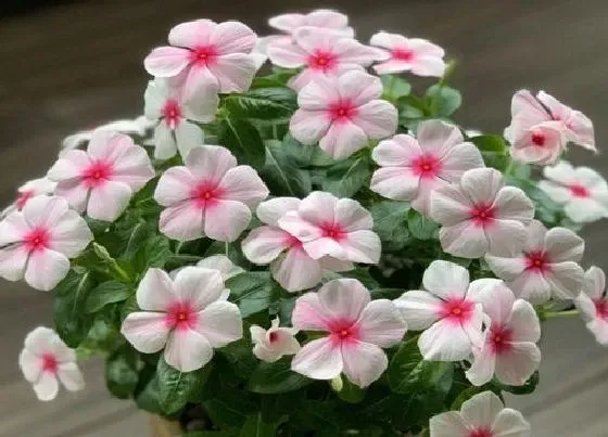 冬天植物|长春花耐寒多少度 长春花的最低过冬温度