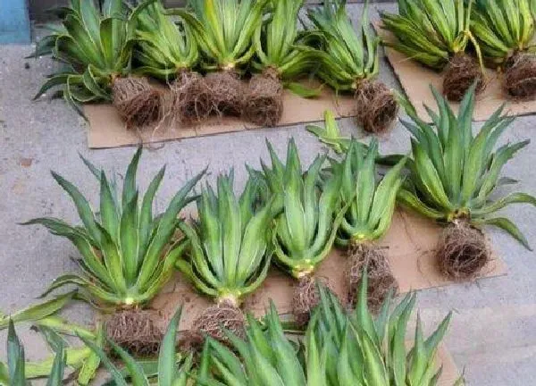 植物生根|金边龙舌兰怎么修根