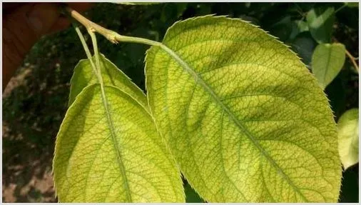 梨叶面有网形病斑是什么病害？怎么去防治 | 植物病害