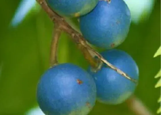 种植管理|金刚菩提几年结果实