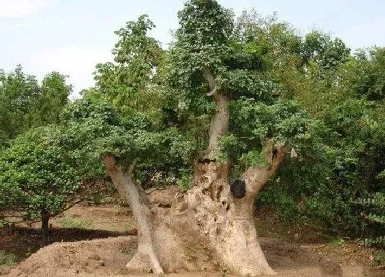 种植土壤|对节白蜡配土方法与种植土壤