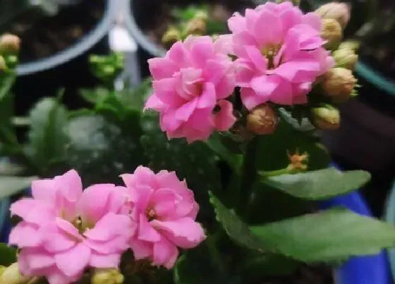 植物寓意|长寿花开花预示着什么意思