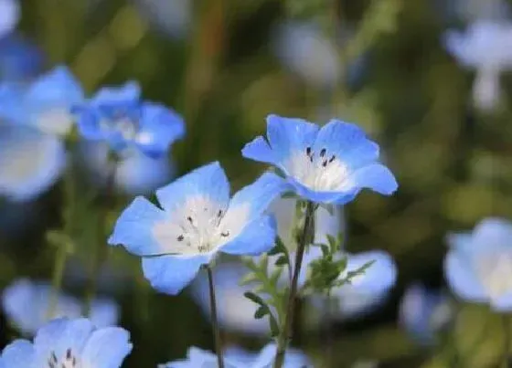 花语|喜林草的花语是什么寓意 代表的含义（大全）
