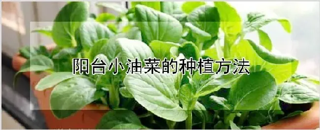 阳台小油菜的种植方法 | 种植技术