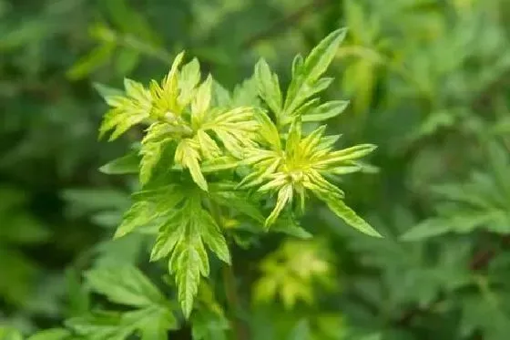 植物百科|艾草有种子吗 种子怎么种植