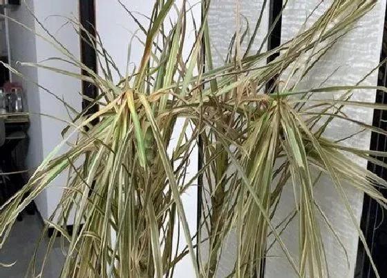 植物种类|千年木和七彩铁是一种植物吗