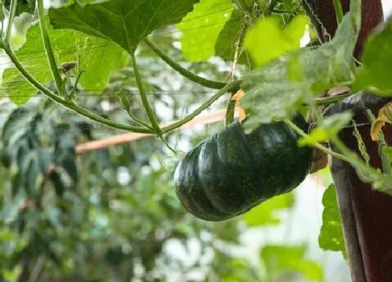 植物文学|南瓜的生长过程