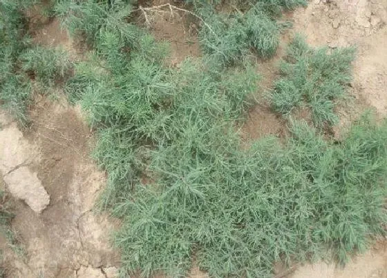 植物百科|黄须菜又叫什么菜