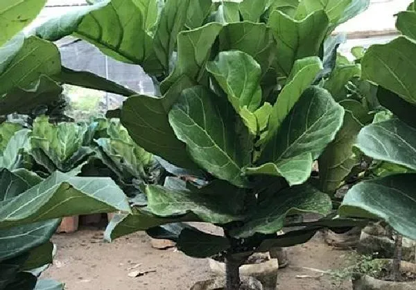 植物移栽|琴叶榕要多久服盆 一般多长时间服盆