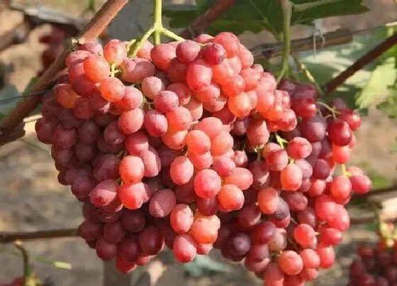 食用须知|仓鼠可以吃葡萄吗
