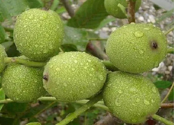 植物百科|核桃生长在什么地方 主要生长在哪里