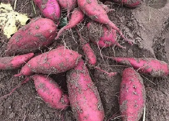 种植管理|红薯收获时间及注意问题，红薯几月份收获最好）